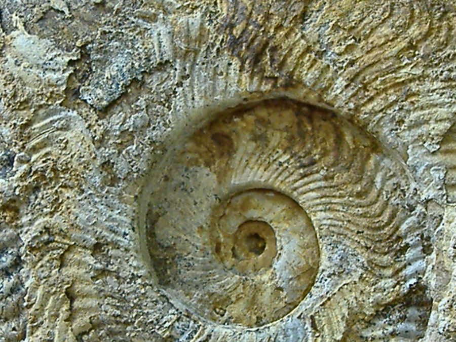 AMMONITE (nuova) 11
